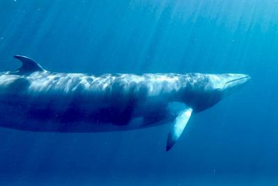 Dwarf minke whales (Balaenoptera acutorostrata) acoustic signals from the South Atlantic Ocean